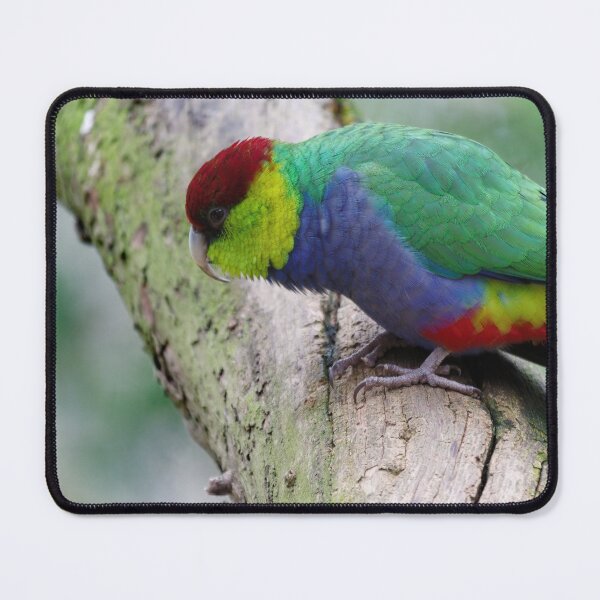 Item preview, Red Capped Parrot photo in a tree in the late afternoon designed and sold by hendrikspix.
