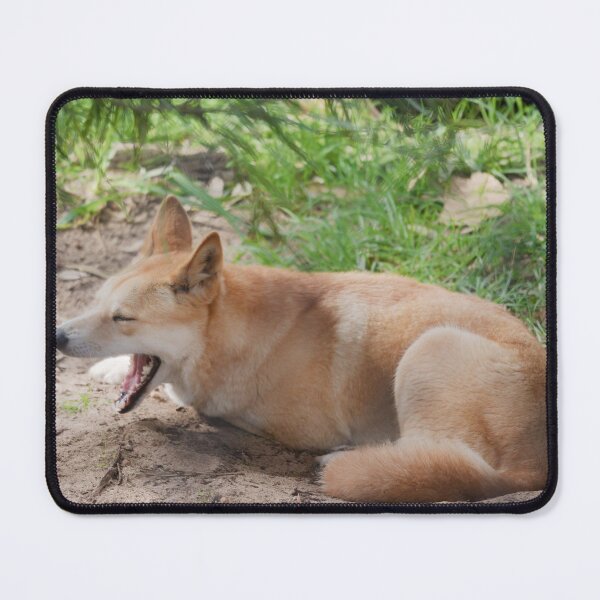 Item preview, Yawning Australian dingo resting under a tree in the shade designed and sold by hendrikspix.