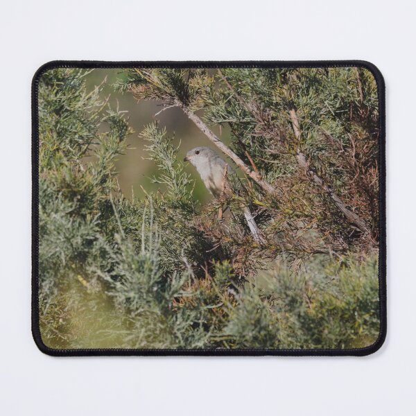 Item preview, Grey shrikethrush native Australian song bird in a tree designed and sold by hendrikspix.