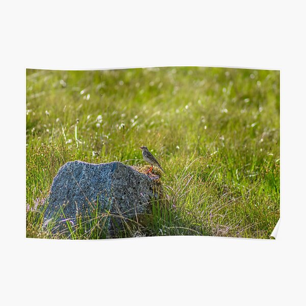 Meadow Bird, Kilchurn Castle, Scotland Poster