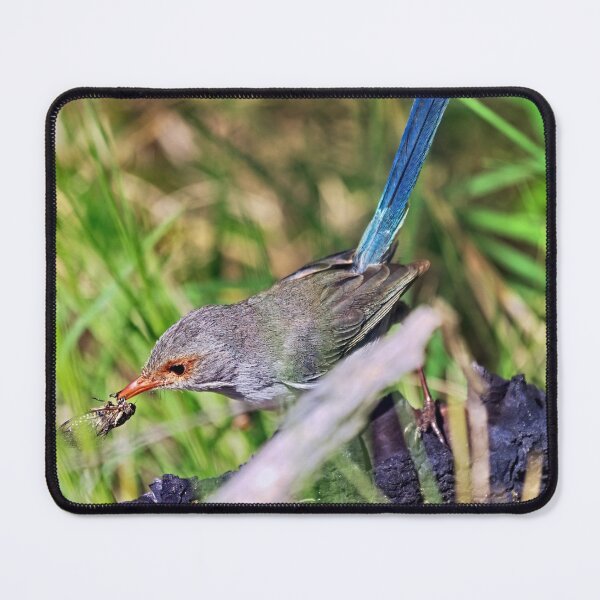 Item preview, Female splendid fairywren with a cicada in mouth designed and sold by hendrikspix.