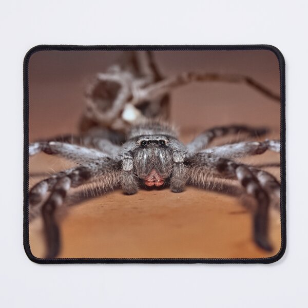 Artikelvorschau, Huntsman Spider Makrofoto kurz nach dem Vergießen entworfen und verkauft von hendrikspix.