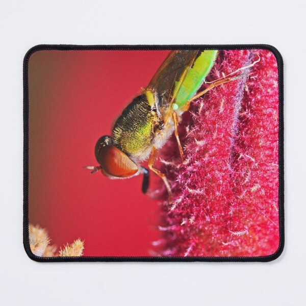 Item preview, Beautiful green fly on a red kangaroo paw plant designed and sold by hendrikspix.