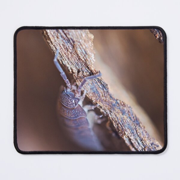 Item preview, Pillbug coming out of its hiding macro photo designed and sold by hendrikspix.