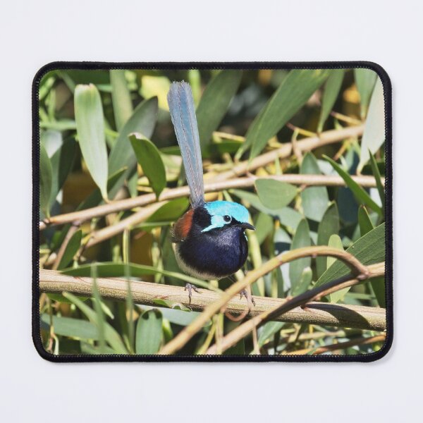 Item preview, Beautiful curious male Red-winged fairywren photo designed and sold by hendrikspix.