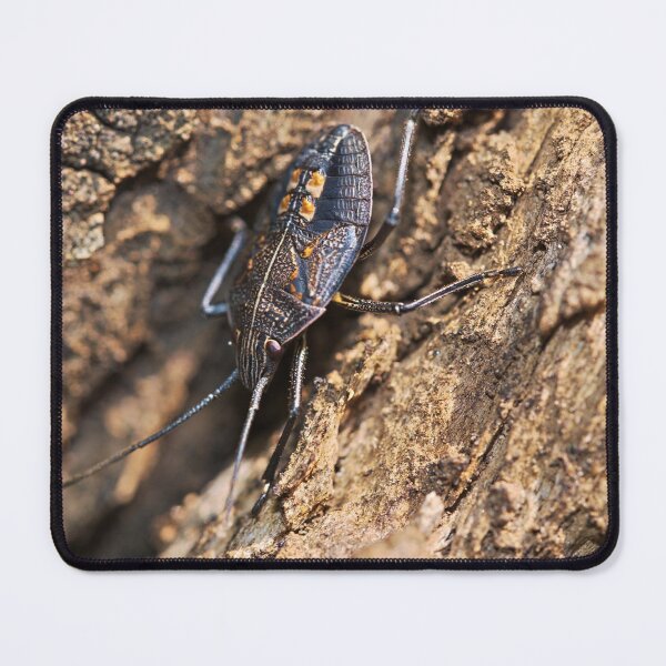 Item preview, Stink bug on a dead log macro photo designed and sold by hendrikspix.