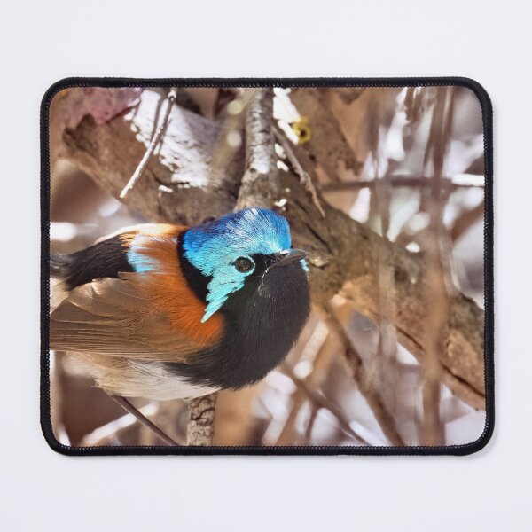 Item preview, Friendly male Red-winged fairywren extreme closeup designed and sold by hendrikspix.