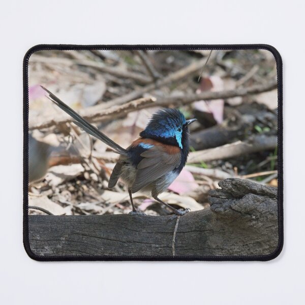 Item preview, Alert male Red-winged fairywren closeup designed and sold by hendrikspix.
