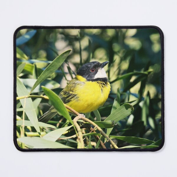 Item preview, Male golden whistler in a bright sunny day designed and sold by hendrikspix.