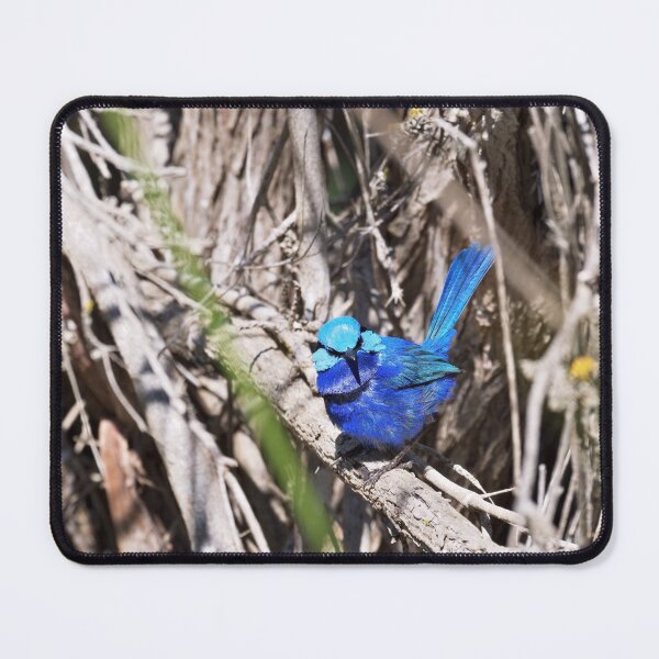 Item preview, Male splendid fairywren posing for his mate designed and sold by hendrikspix.