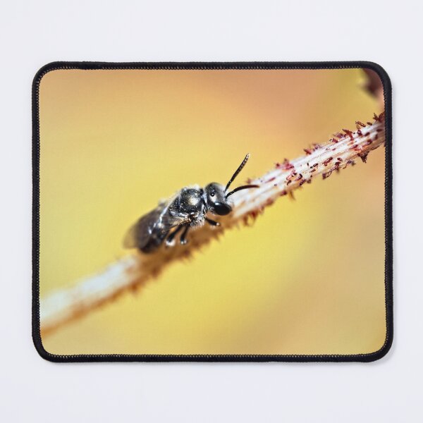 Item preview, Stingless bee resting on a flower stem designed and sold by hendrikspix.