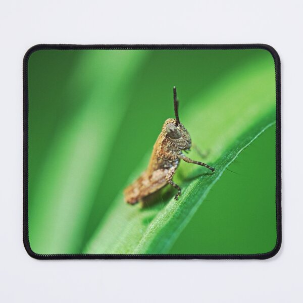 Item preview, Tiny grasshopper on a blade of grass macro photo designed and sold by hendrikspix.