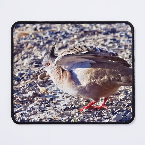 Item preview, Stretching Crested pigeon close up photo designed and sold by hendrikspix.