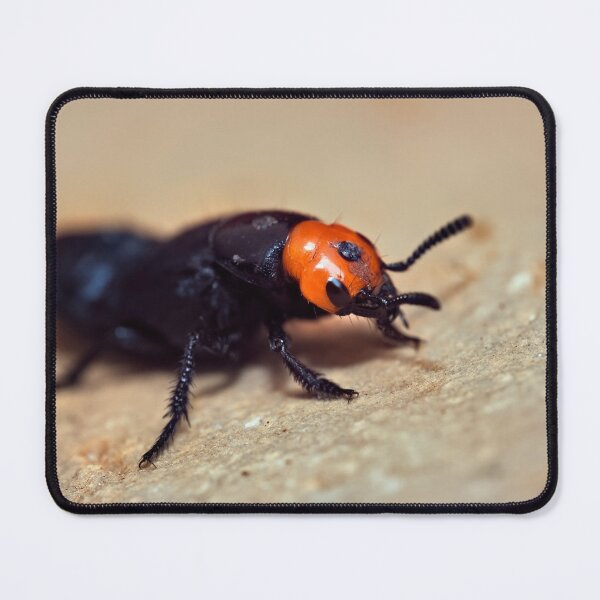 Item preview, Creophilus erythrocephalus insect macro photo designed and sold by hendrikspix.