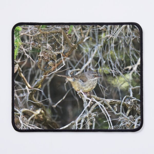 Artikelvorschau, Männlicher Weißbrauen-Scrubwren der Rasse Maculatus entworfen und verkauft von hendrikspix.