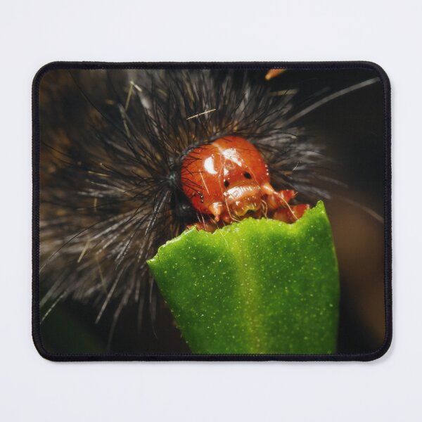Item preview, Glatigny’s Tiger moth caterpillar macro photo designed and sold by hendrikspix.