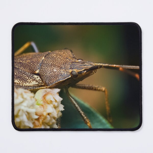Item preview, Detailed shieldbug macro photo designed and sold by hendrikspix.