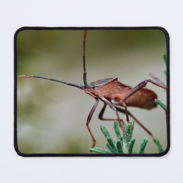 Item preview, Beautiful dock bug on plant macro photo designed and sold by hendrikspix.