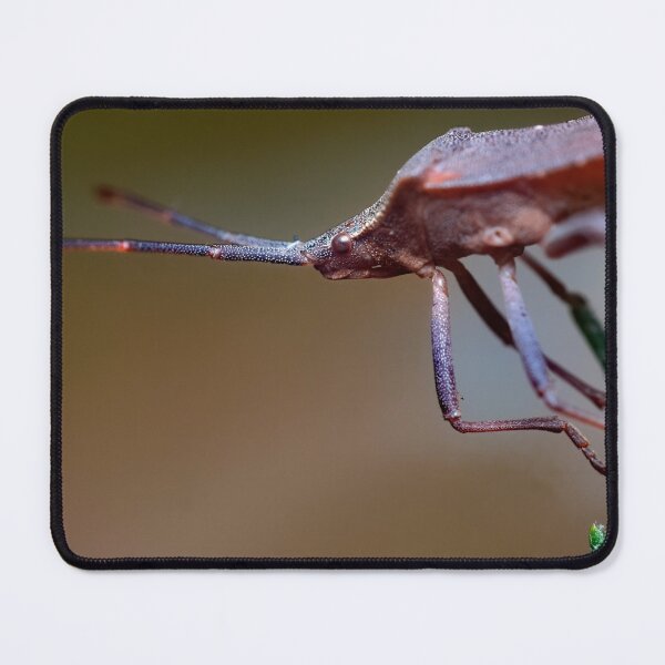 Item preview, Dock bug on plant extreme macro photo closeup designed and sold by hendrikspix.
