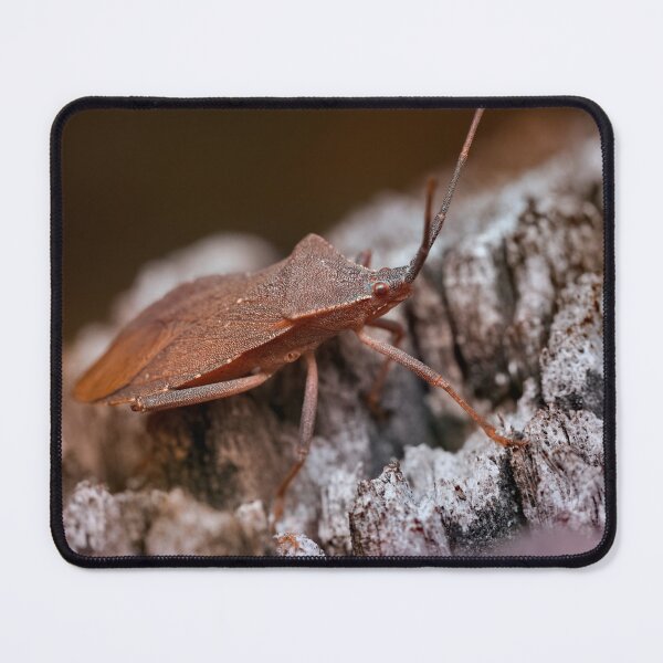 Item preview, Dock bug on a log macro photo designed and sold by hendrikspix.
