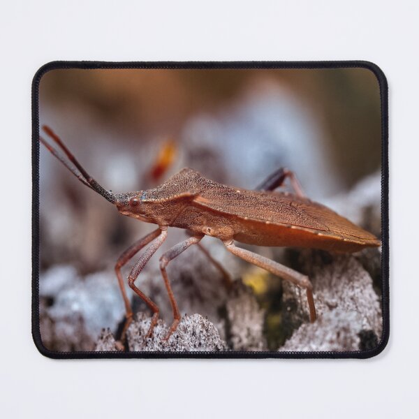 Item preview, Dock bug on a log macro photo designed and sold by hendrikspix.