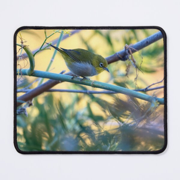 Item preview, Australian Silvereye bird photo designed and sold by hendrikspix.