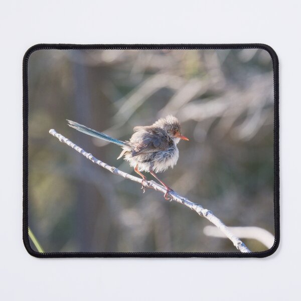 Item preview, Female splendid fairywren with puffed up feathers designed and sold by hendrikspix.