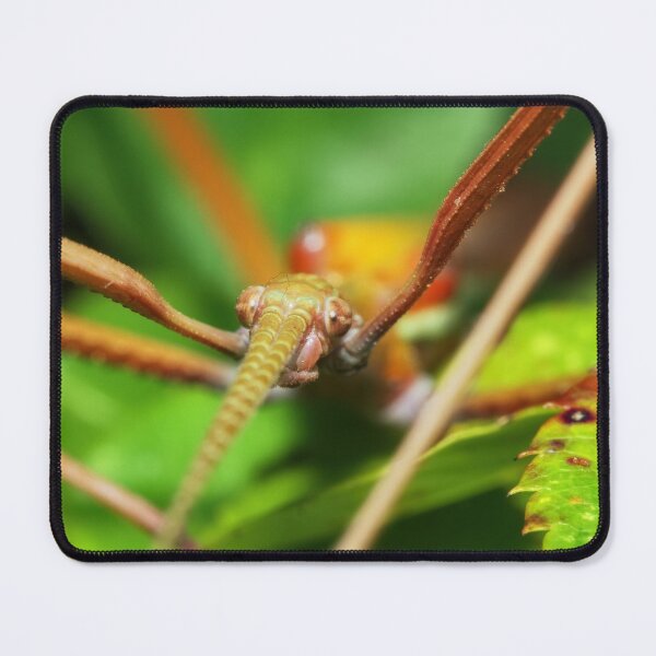 Item preview, Stick insect macro photo designed and sold by hendrikspix.