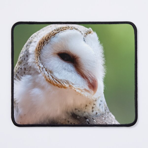 Item preview, Barn owl portrait closeup photo designed and sold by hendrikspix.