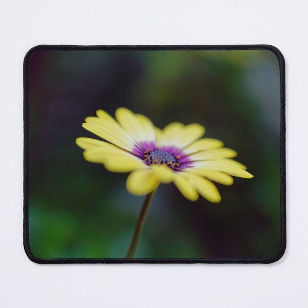 Item preview, Yellow shrubby daisybush flower macro photo designed and sold by hendrikspix.
