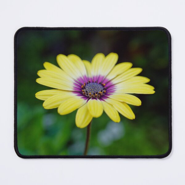 Item preview, Yellow shrubby daisybush flower macro photo designed and sold by hendrikspix.