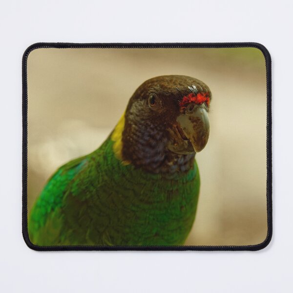 Item preview, Australian ringneck parrot eating on balcony designed and sold by hendrikspix.