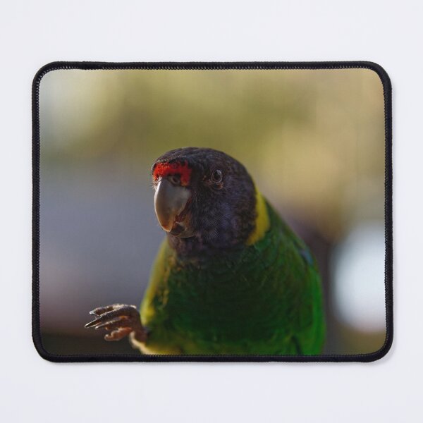 Item preview, Australian ringneck parrot eating designed and sold by hendrikspix.