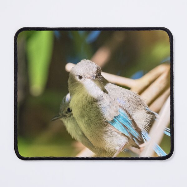 Item preview, Pair of Splendid fairywrens  designed and sold by hendrikspix.