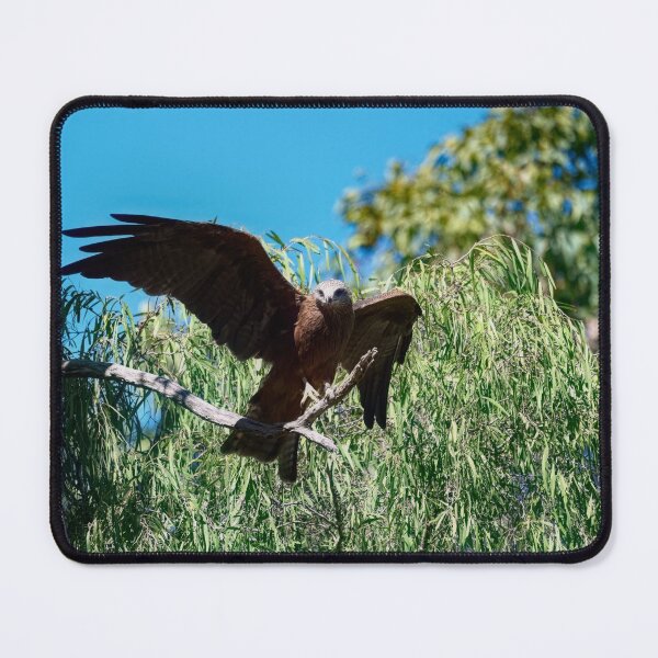 Item preview, Whistling kite photo designed and sold by hendrikspix.