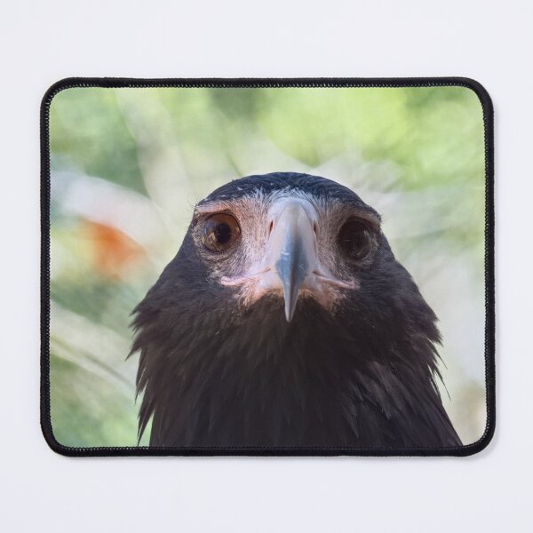 Item preview, Wedge-tailed eagle portrait photo designed and sold by hendrikspix.