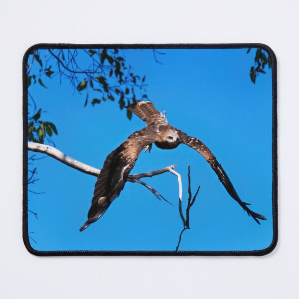Item preview, Whistling kite photo designed and sold by hendrikspix.