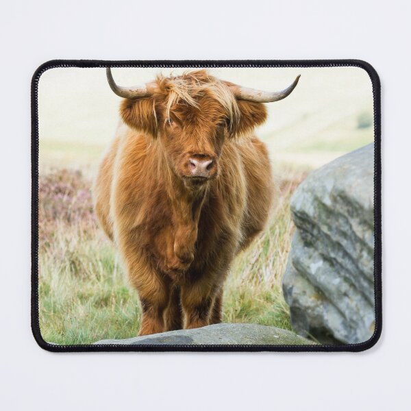 Cheeky Moo, Highland Cow Apron for Sale by Jane Stanley