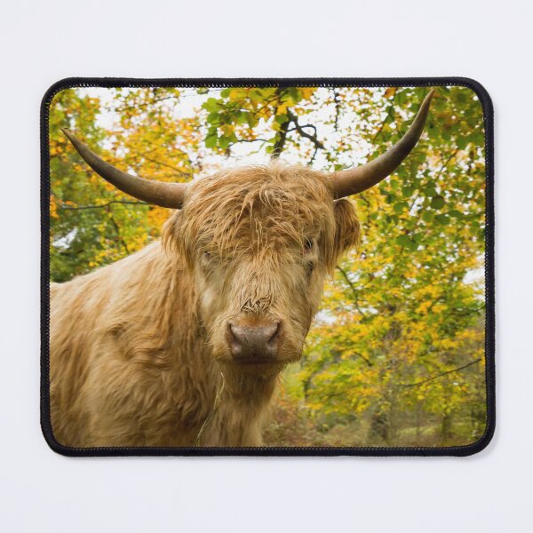 Item preview, Inquisitive Cow designed and sold by Jane Stanley Photography.