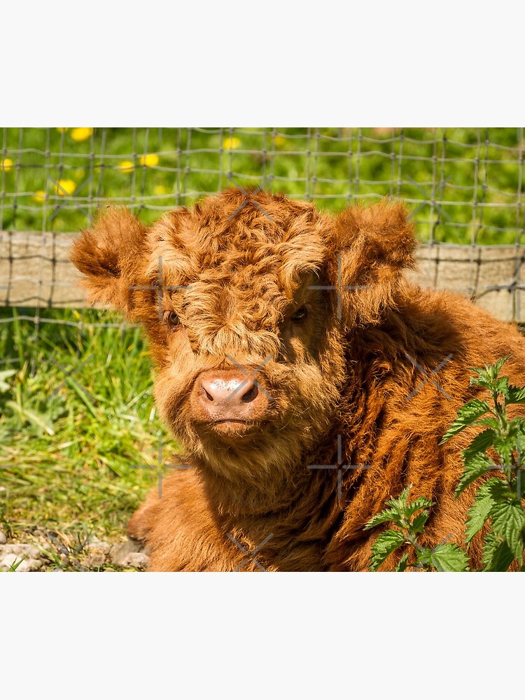 Cheeky Moo, Highland Cow Apron for Sale by Jane Stanley