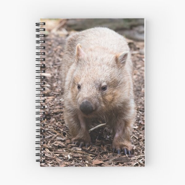 Item preview, Close-up on an wombat, Australian native animal designed and sold by Stanciuc.