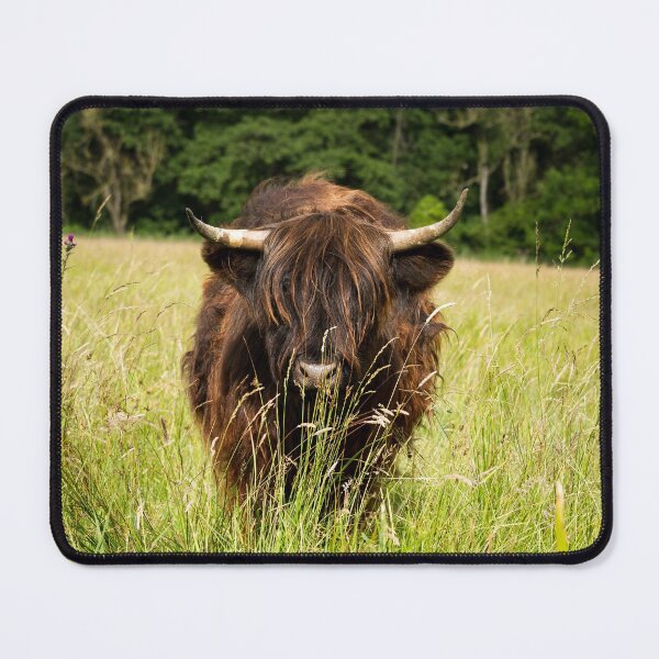 Item preview, Brown Highland Cow designed and sold by Jane Stanley Photography.