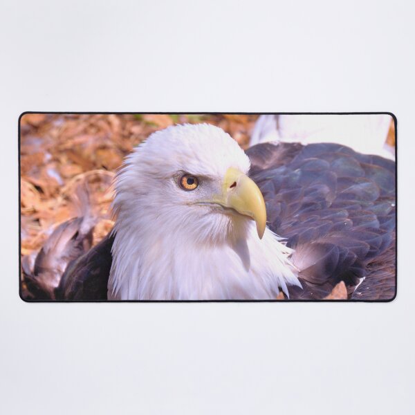 Item preview, Resting Eagle designed and sold by What I See by Dawne.