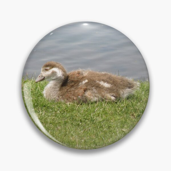 Item preview, Cute Egyptian Goose Gosling Photograph designed and sold by naturegallery.