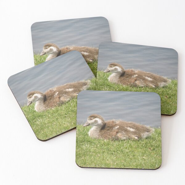 Item preview, Cute Egyptian Goose Gosling Photograph designed and sold by naturegallery.
