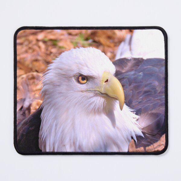 Item preview, Resting Eagle designed and sold by What I See by Dawne.