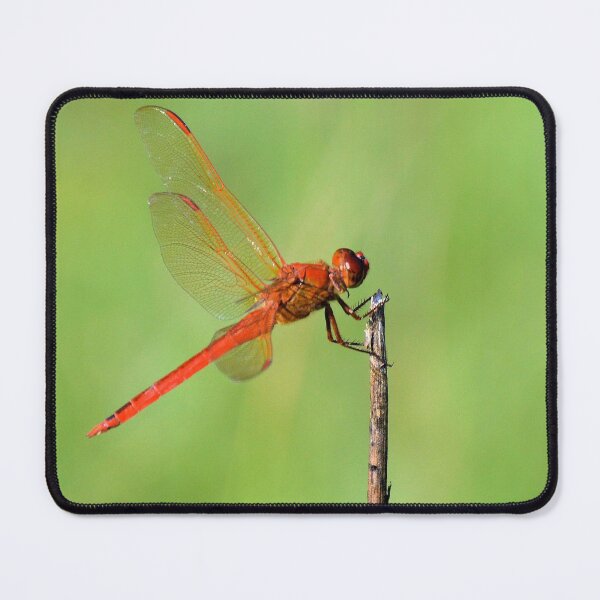 Item preview, Red Dragonfly designed and sold by What I See by Dawne.