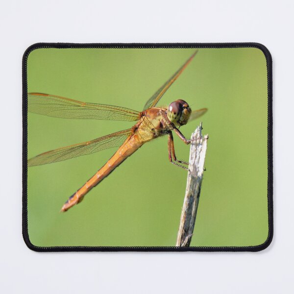 Item preview, Dragonfly 2 designed and sold by What I See by Dawne.