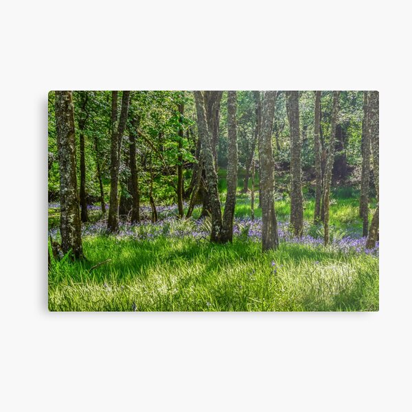 Taychreggan Forest, Argyll, Scotland Metal Print