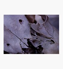 Skull Photographic Print